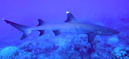 Whitetipped reef shark